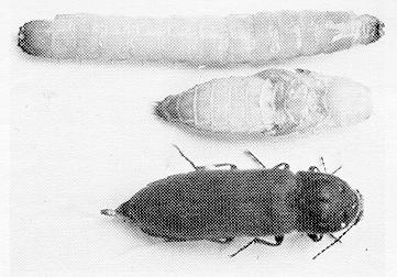 Figure 1. Larva, pupa, adult.