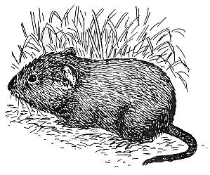 Figure 3. The meadow vole or field mouse