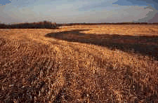 Grassed waterways are shallow and easy to cross.