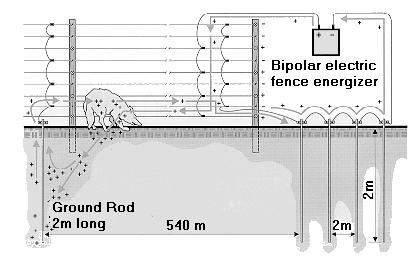 Figure 3. The ways current can flow when a predator touches an electric wire.