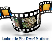 Lodgepole Pine Dwarf Mistletoe Slide Show
