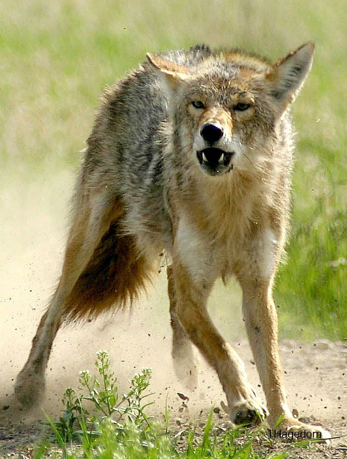 Coyotes are responsible for the majority of predation losses