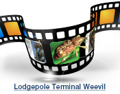 Lodgepole Terminal Weeveil Slide Show