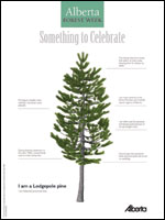 Lodgepole Pine Poster