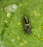 Psyllid adult, nymph and eggs