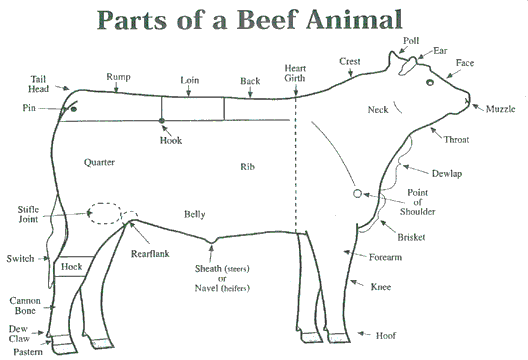 beef-anatomy