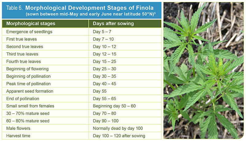 Table 6. Morphological Development Stages of Finola