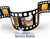 Eastern Spruce Budworm Slide Show