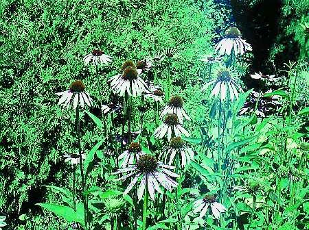Figure 1. Echinacea is becoming popular