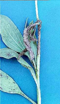 Figure 11b. Foliar and stem infection of E. augustifolia caused by aerial spores of Sclerotinia sclerotiorum. 