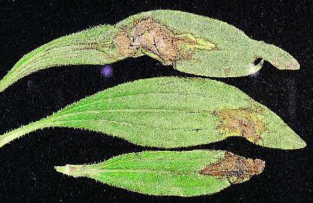 Figure 17. Botrytis blight causes brown lesions on leaves of E. angustifolia.