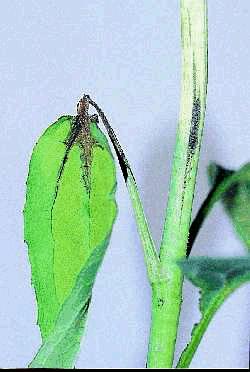 Figure 18b. Botrytis blight lesions move up the petioles and into the leaves. Longitudinal lesions appear on the stems. Spores of Botrytis are unicellular, smooth-walled and roughly oval in shape.