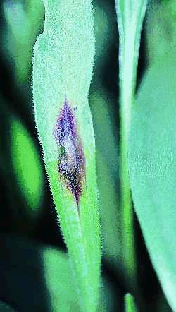 Figure 20a. Alternaria leaf spot on E. angustifolia.