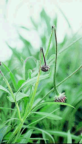 Figure 20b. Alternaria lesions cause collapse of the stem. 
