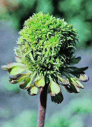 Figure 5. Close-up of an infected flower of E. purpurea with symptoms of  virescence (greening) and proliferation of disk florets 