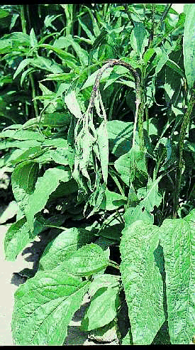 Figure 8a. Wilting of a young shoot of E. purpurea indicating infection with Sclerotinia sclerotiorum.