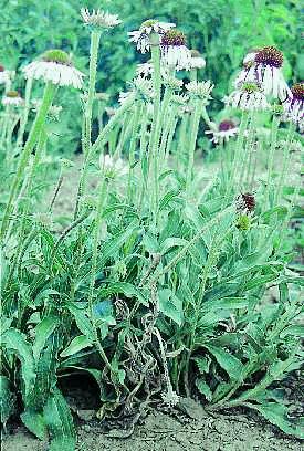 Figure 10a. Sclerotinia blight causes rapid wilting of adult plants accompanied by drooping of flower heads.