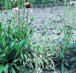 Figure 10b. Advanced symptoms of sclerotinia blight causes the whole plant to collapse.
