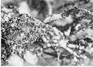 Figure 1. Severe flea beetle infestation.