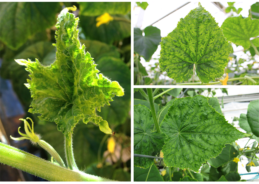 Figure 1. Typical CGMMV symptoms on greenhouse cucumber plants