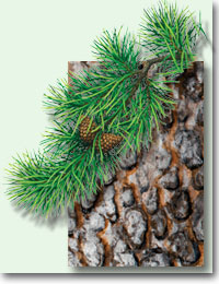 lodgepole pine leaf, cone and bark details