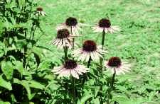 Figure 1. Healthy echinacea flowers 