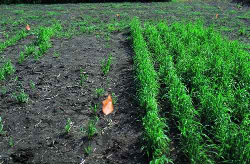 Figure 7. Effect of seeding depth on timothy the year after seeding (left to right: 2.5 cm vs 1.25 cm).