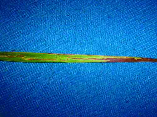 Figure 12. Leaf streak (Drechslera phlei) on timothy.