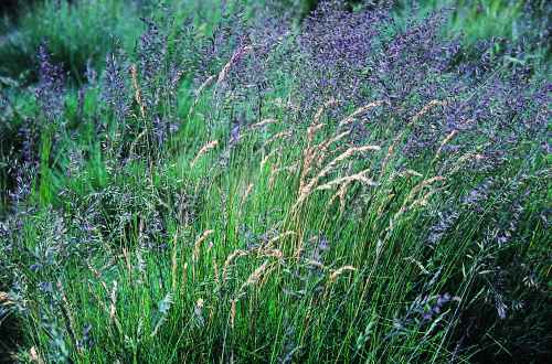 Figure 20. Grass field showing seed heads with silvertop (seeds sterile).