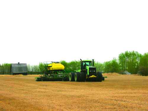 Figure 22. Direct seeding canola into a timothy stand sprayed out the previous fall.