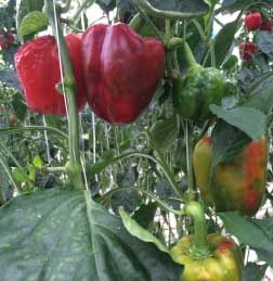 Typical TSWV symptoms on greenhouse pepper plants. 