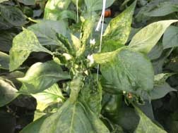 Typical AMV symptoms on greenhouse pepper plants
