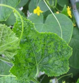 Typical CGMMV symptoms on greenhouse cucumber plants.