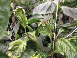 Typical AMV symptoms on greenhouse pepper plants