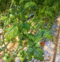 Typical PepMV symptoms on greenhouse tomato.
