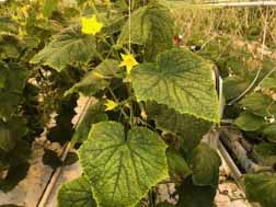 Typical ZYMV symptoms on greenhouse cucumber. 