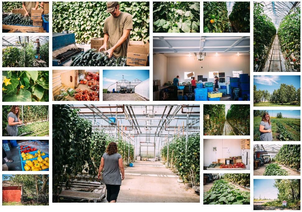 Shirley's Greenhouse