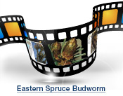 Eastern Spruce Budworm Slide Show