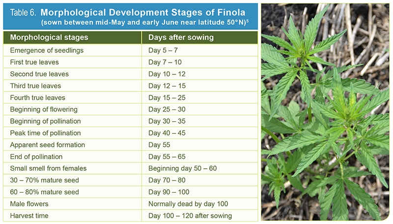 Table 6.  Morphological Development Stages of Finola 