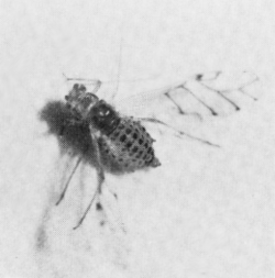 Figure 2. Winged spotted alfalfa aphid.