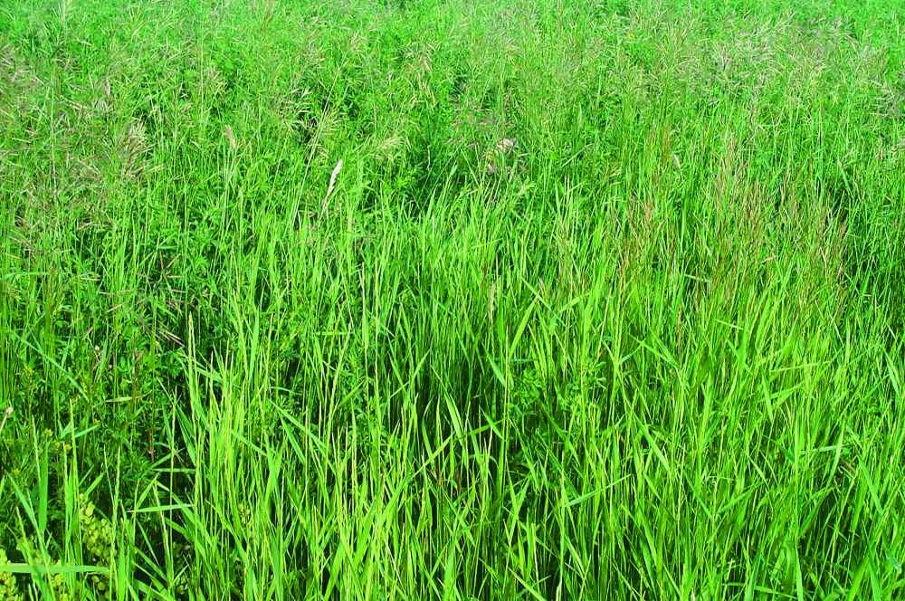 Beneficial Management Practices Environmental Manual for Crop Producers in Alberta Cropping