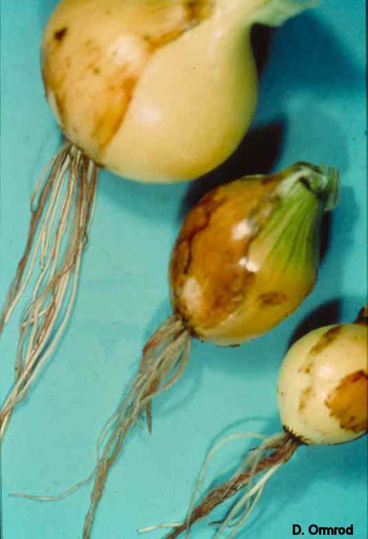 Diseases of Vegetables - Onion