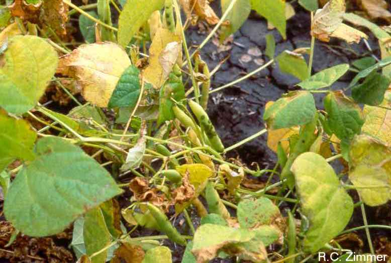 Diseases of Field Beans