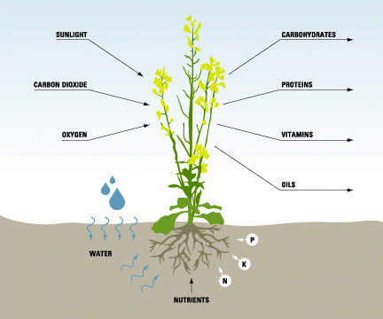 Green plants convert light, water, air and plant nutrients into forms useful to people and animals