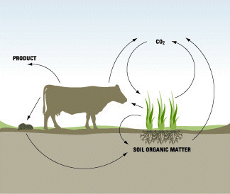 Carbon cycle in an agroecosystem