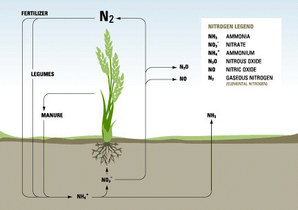 Nitrogen cycle in an agroecosystem