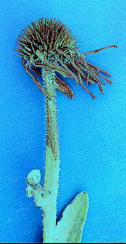 Figure 11a. Floral infection and dieback of upper stem