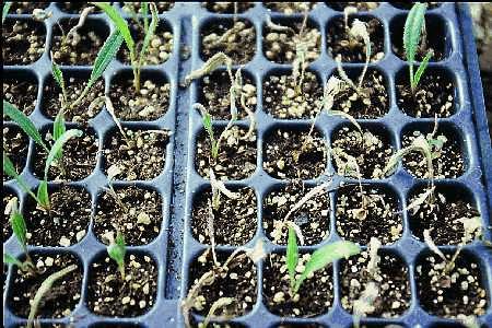 Figure 13. Pythium root rot. Echinacea seedlings showing withered leaves. 