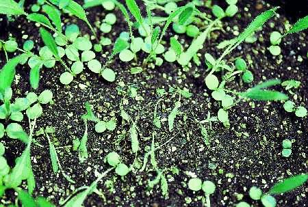 Figure 14. Damping-off caused by Rhizoctonia can spread quickly throughunsterilized soil. One-month old seedlings infected with Rhizoctonia solani. Cotyledons and first leaf have lost their turgidity and started to wilt. 