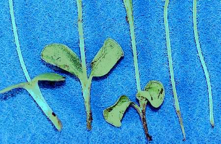 Figure 15. Rhizoctonia root rot. Lower stem appears discolored.